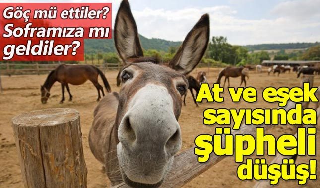 At ve eşek sayısında şüphe çeken düşüş!
