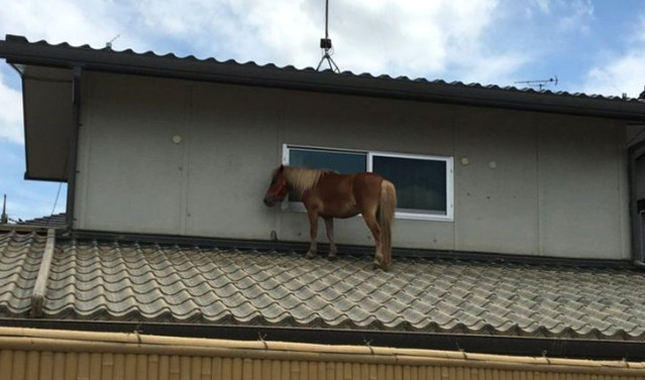 Japonya'da sel suyu atı çatıya çıkardı Roach is that you