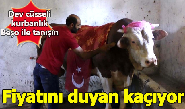 19 bin liralık kurban görenleri hayrete düşürüyor