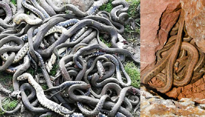 2 Şehirde yılan sürüleri panik yarattı