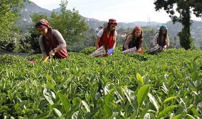 2018 çay destekleme paraları ne zaman ödenecek?