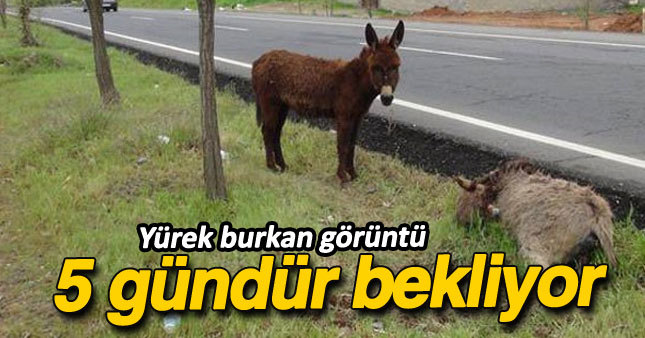 5 gündür ölen annesini bekliyor