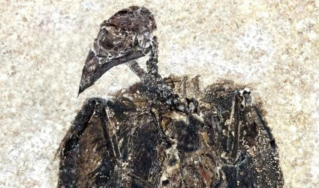 52 milyon yıllık fosil bulundu