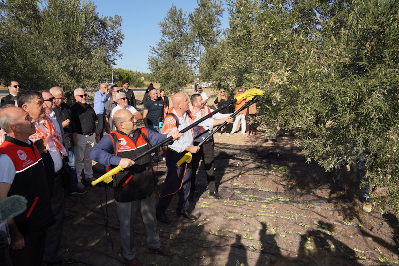 AYVALIK'TA YILIN İLK ZEYTİN HASADI YAPILDI