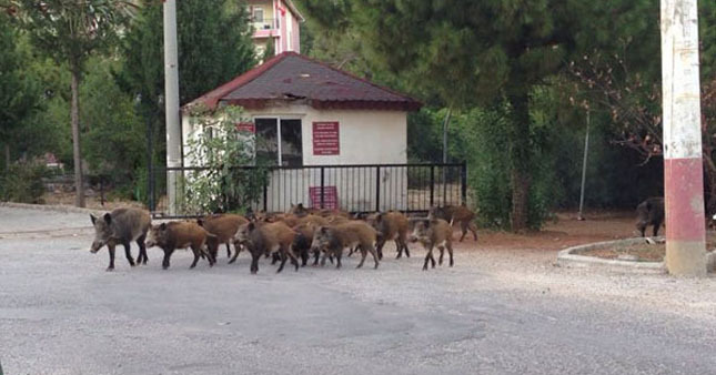 Hürriyet haberler: Aç kalan domuzlar şehre indi