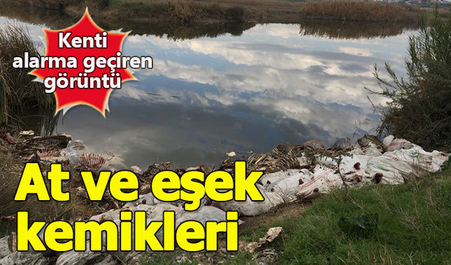 Adana'da çok sayıda at ve eşek kemiği bulundu