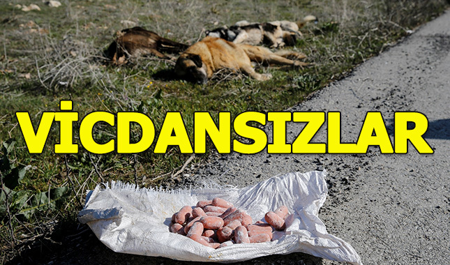 Ankara'da yine ölü köpekler bulundu
