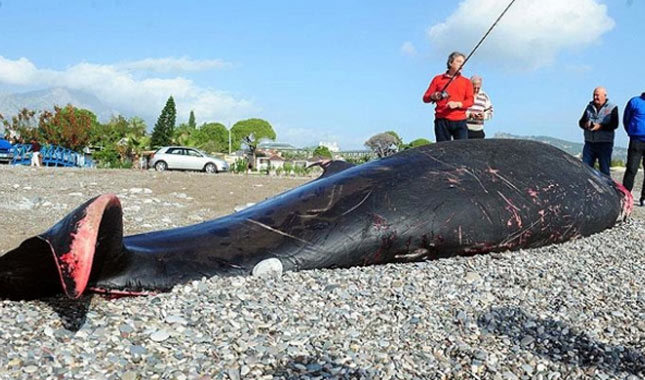Antalya sahilinde ölü balina bulundu
