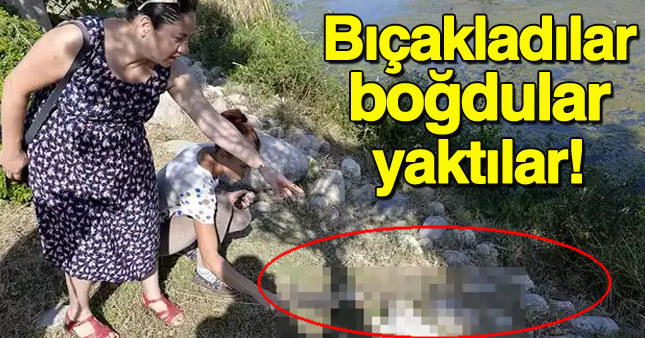 Antalya'da kedi katliamı