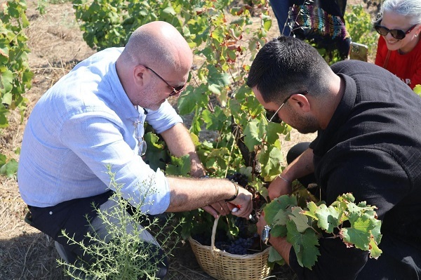 Avşa Adası'nda Adakarası Bağ Bozumu Coşkusu: Tarih, Gastronomi ve Kültür Bir Arada