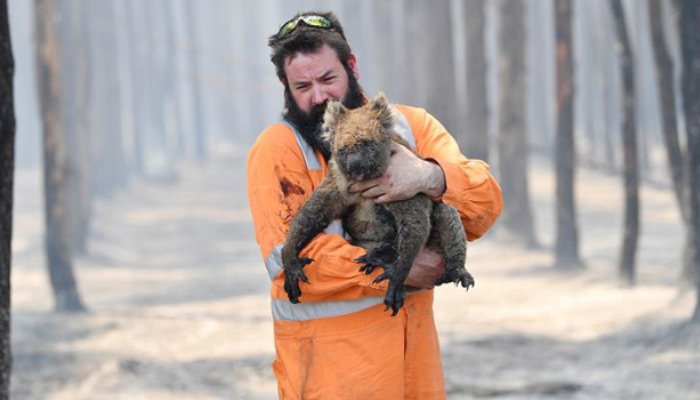 Avustralya'daki yangınlar canlı türlerini tehlikeye soktu