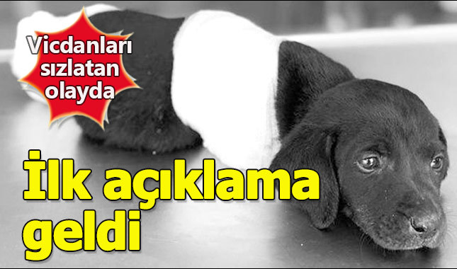 Bacakları kesilen yavru köpek nasıl öldü? Valilik'ten açıklama geldi