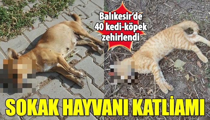 Balıkesir'de sokak hayvanı katliamı