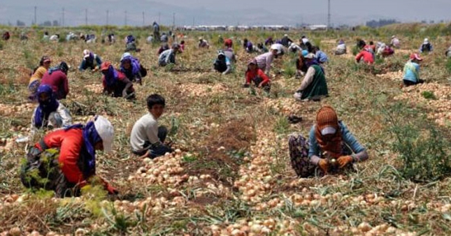 Başbakanlıktan "mevsimlik tarım işçileri" çalışması