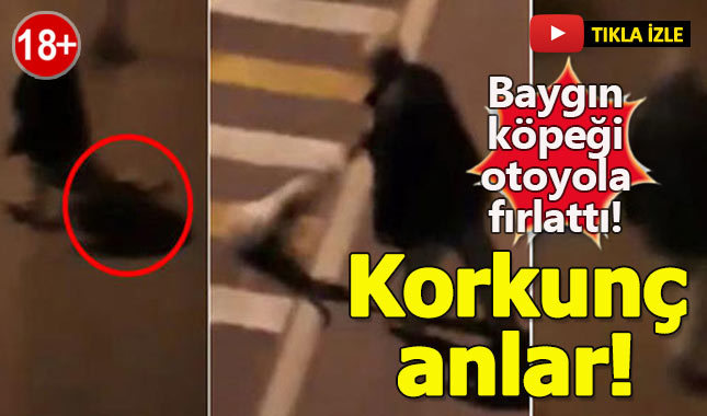 Baygın köpeği sürükleyerek otoyola fırlattı!