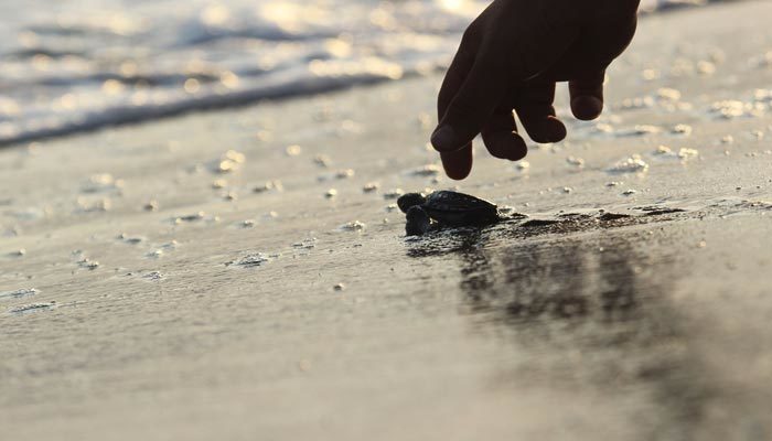 Binlerce yavru kaplumbağa denizle buluştu