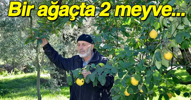 Bir ağaçta 2 ayrı kış meyvesi yetişiyor