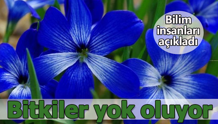 Bitki türleri doğada yok oluyor