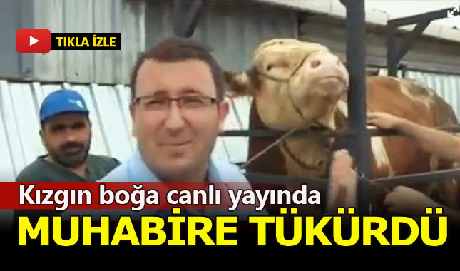 Boğa canlı yayında muhabire tükürdü