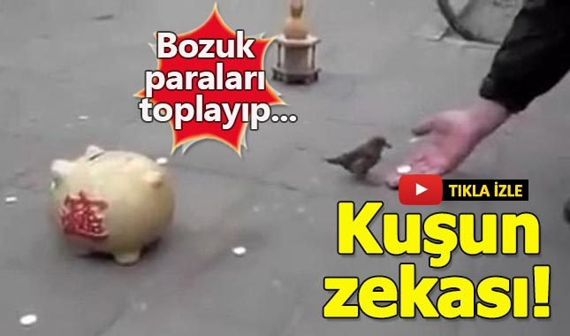 Bozuk paraları toplayıp kumbaraya taşıyan kuş!