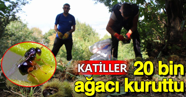 Bursa'da "katil arı" alarmı