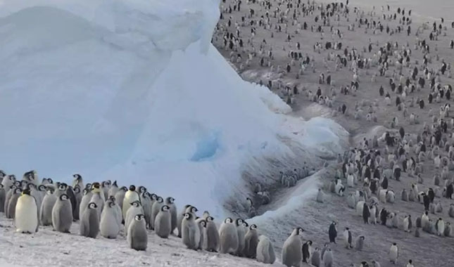 Büyük facia Binlerce penguen boğularak öldü!