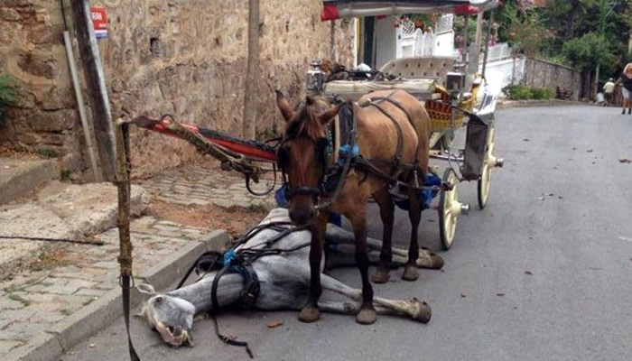 Büyükada'da 81 at hastalık nedeniyle itlaf edildi
