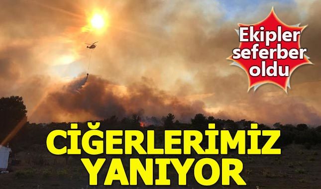 Çanakkale Ezine'de orman yangını - Çanakkale Kent Haberleri