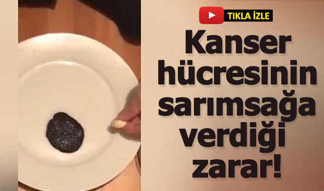 Canlı kanser hücresinin sarımsağa ve yüzüğe verdiği şaşırtıcı tepki!