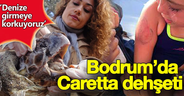 Caretta caretta'lar bodrumda insanlara saldırdı