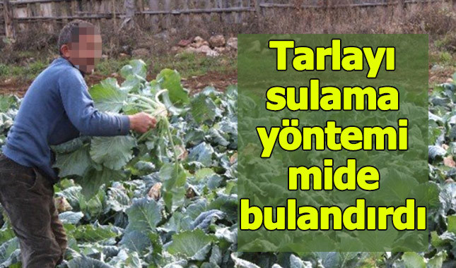 Çiftçinin tarlayı sulama şekli mide bulandırdı