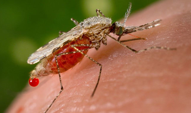 Dang Humması hastalığı (Dengue virüsü) nedir nasıl bulaşır belirtileri tedavi yöntemi nelerdir?