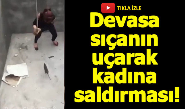 Devasa sıçanın uçarak kadın saldırması