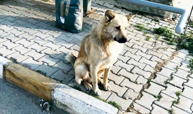 Dolmuş durağına terk edilen köpek bir yıldır sahibini bekliyor