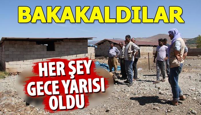 Kurtların saldırdığı 15 koyun telef oldu