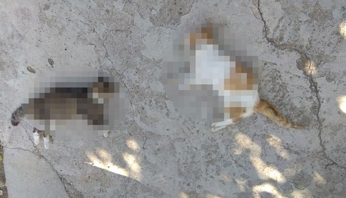 Edirne'de 12 kedi ve 3 köpek zehirlenerek öldürüldü