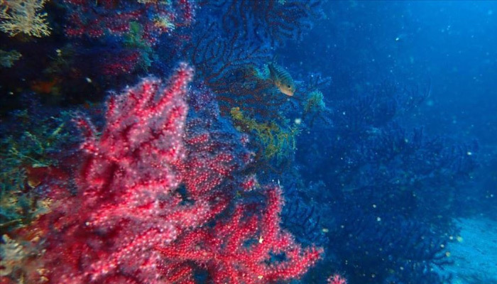 Kırmızı mercanlar koruma altında