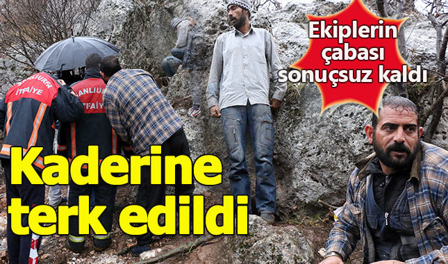 Ekiplerin çabası yetersiz kaldı, kaderine terk edildi