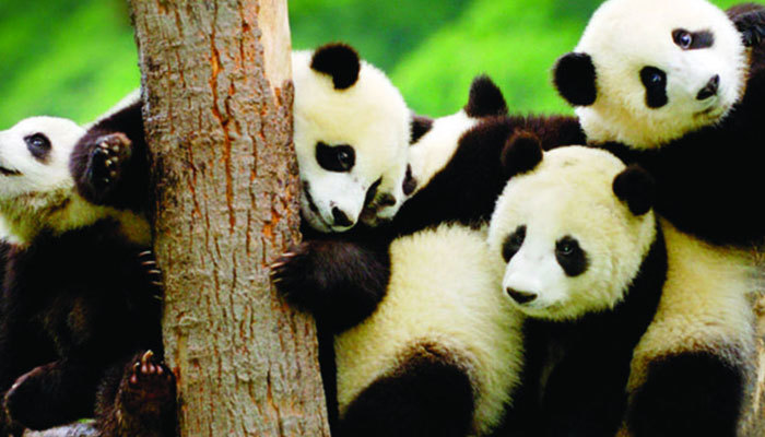 En çok panda ve deniz kaplumbağası evlat edinildi