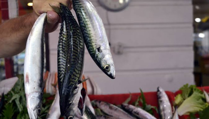 Somon diye biliyorduk! Omega 3 zengini balık başka çıktı
