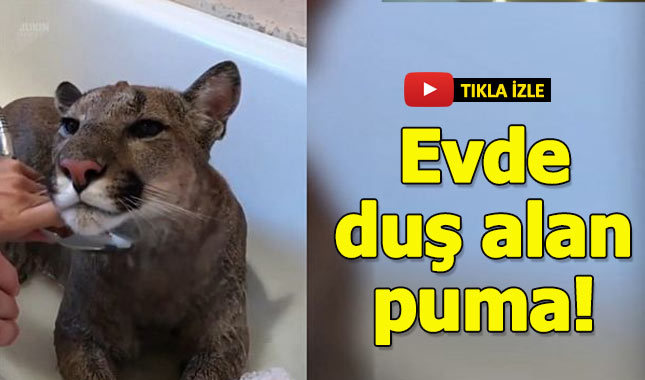 Evde duş alan Puma