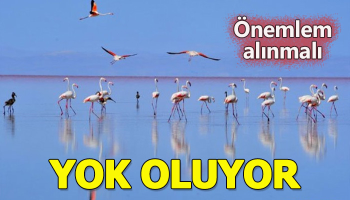 Flamingo yuvası kuruyor! Yok olabilir!