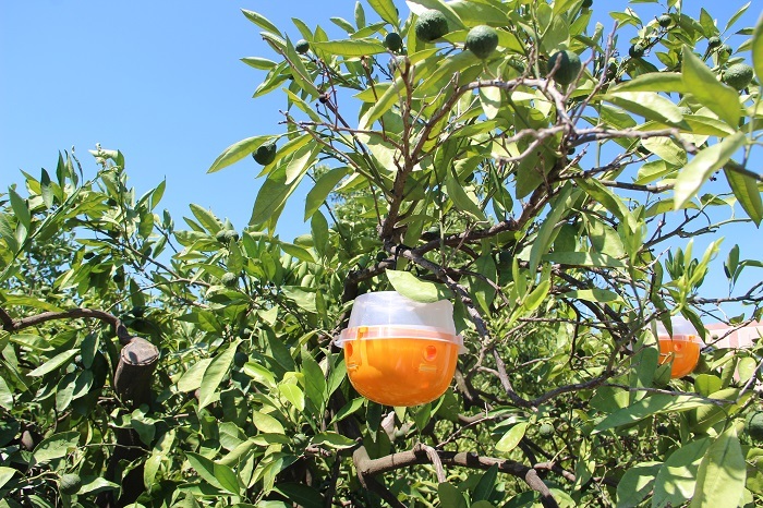 Gümüldür mandalinası Akdeniz meyve sineğinden tuzaklarla kurtulacak 
