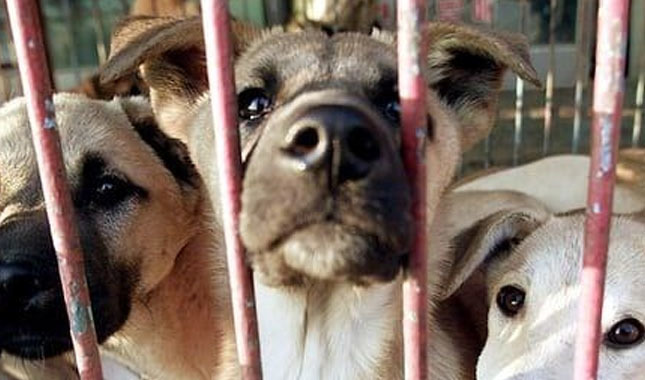 Güney Kore köpek etine hayır demeye hazırlanıyor