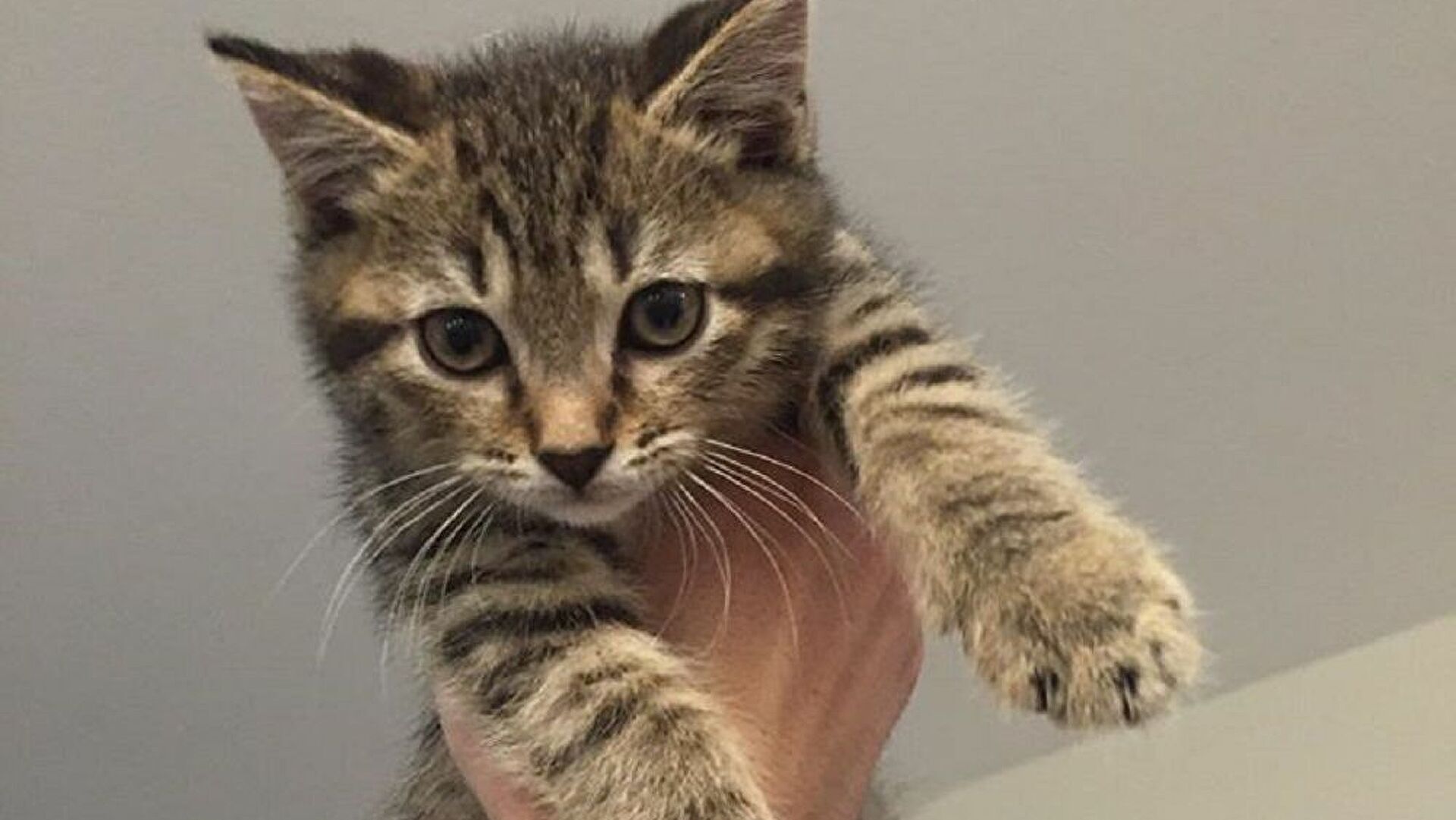 HEKTAŞ, Balıkesir'de Pet Mama Tesisi Kuruyor