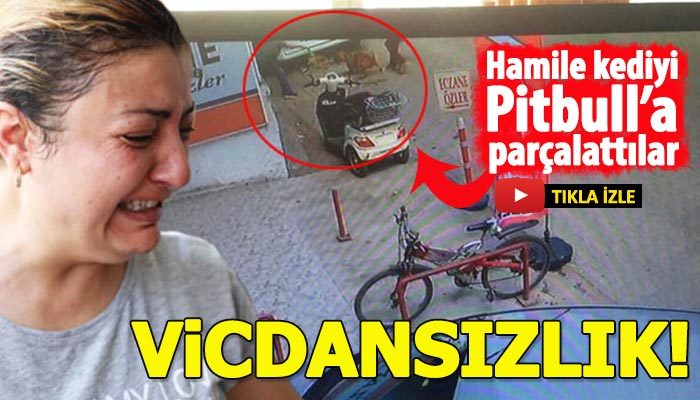 Hamile kediyi Pitbull'a parçalattılar