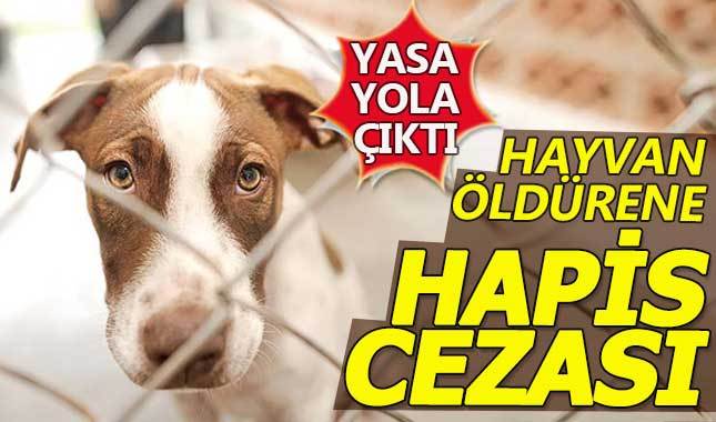 Hayvan öldürenlere hapis cezası yolda