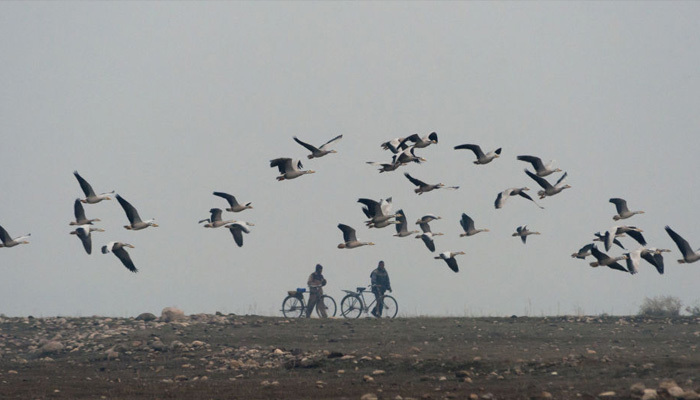 Hindistan'da 2000 ölü kuş bulundu
