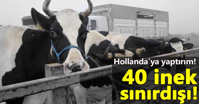 Hollanda krizinde son durum:40 inek sınır dışı edildi