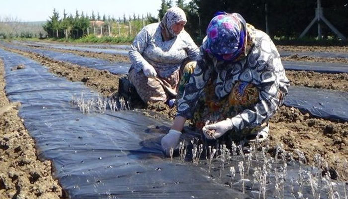 İBB çiftçinin satamadığı ürünleri satın alacak